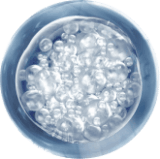 Synevra UltraLift™  ingredients