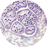 Synevra UltraLift™  ingredients